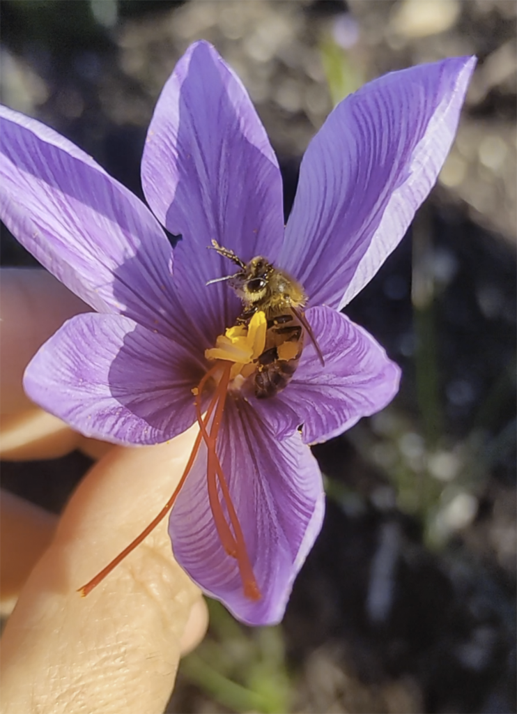 Fleur Safran Abeille